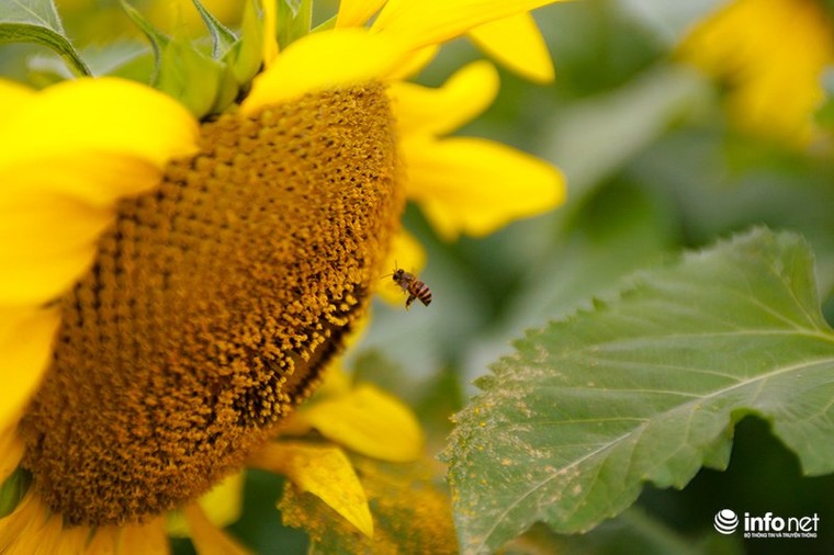 Choáng ngợp với cánh đồng hoa hướng dương lớn nhất Việt Nam ảnh 7