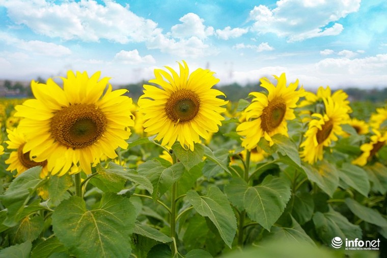 Choáng ngợp với cánh đồng hoa hướng dương lớn nhất Việt Nam ảnh 8