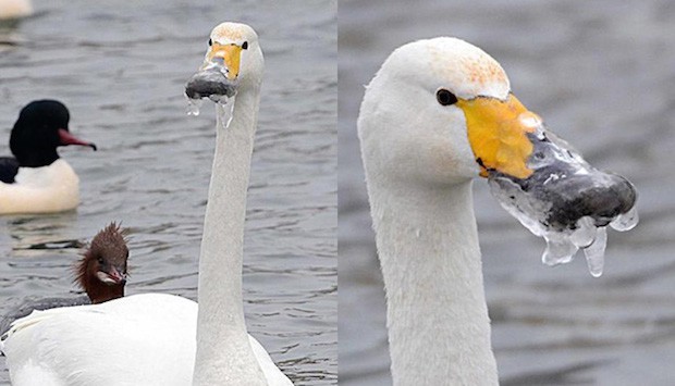 Những điều 'kỳ cục' chỉ có thể xảy ra khi trời bỗng dưng lạnh quá ảnh 5