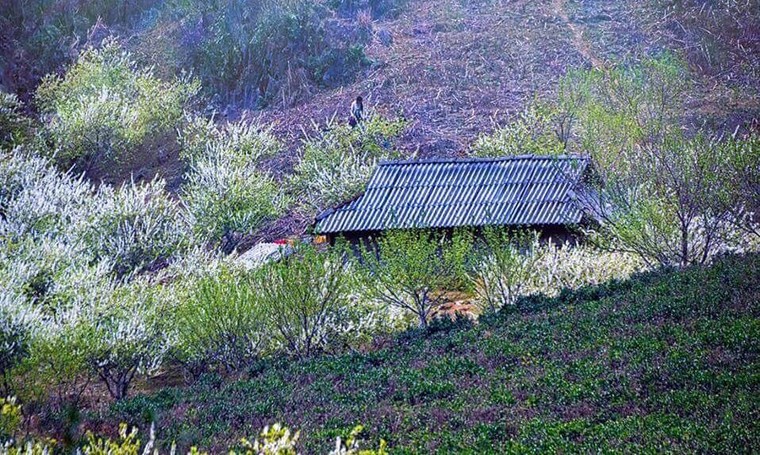 Quên lối về tại thiên đường hoa trắng Mộc Châu ảnh 2