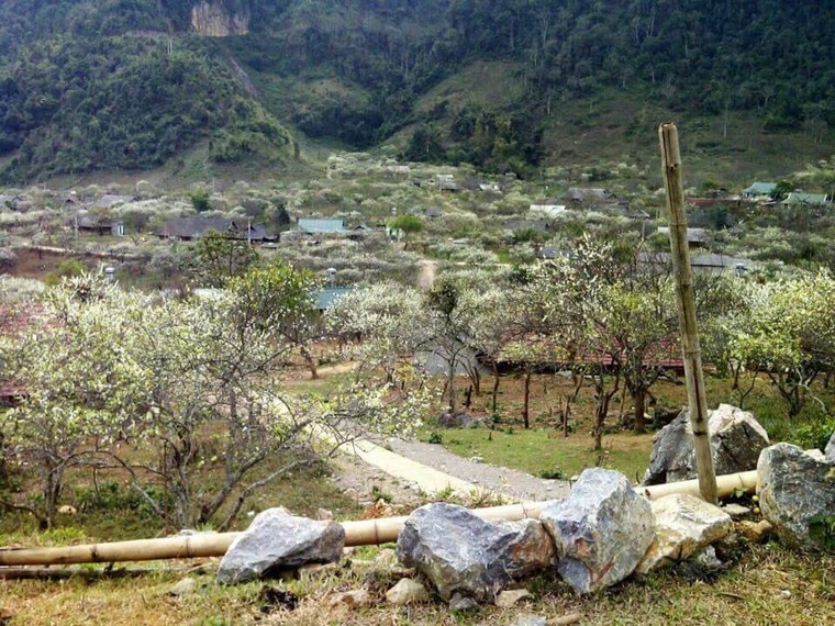 Quên lối về tại thiên đường hoa trắng Mộc Châu ảnh 4