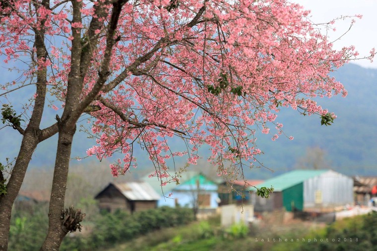 Hoa mai anh đào xuất hiện khắp Đà Lạt ảnh 6