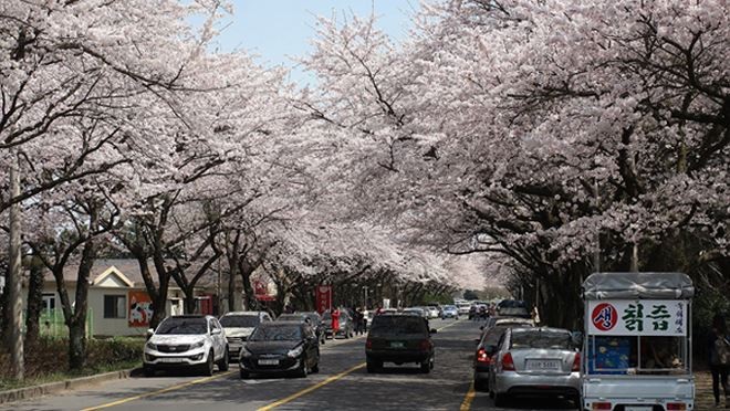 Ba điểm đến thưởng ngoạn sắc hoa anh đào ở châu Á ảnh 3