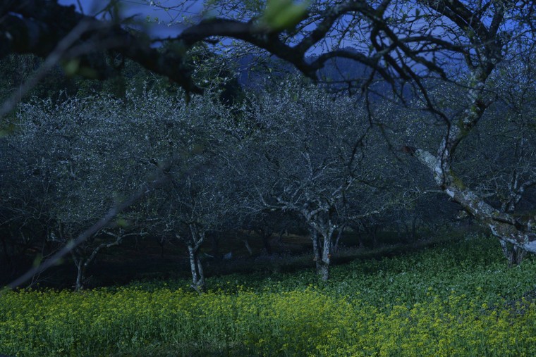 Xuân về trên Mộc Châu ảnh 2