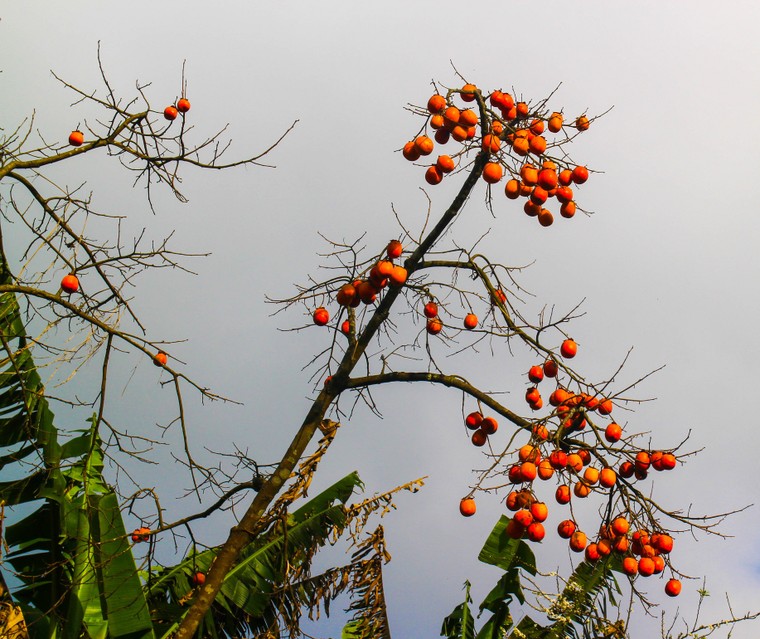 Xuân về trên Mộc Châu ảnh 3