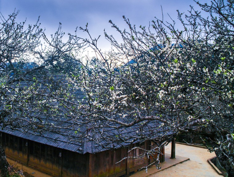 Xuân về trên Mộc Châu ảnh 4