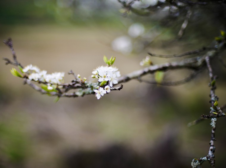 Xuân về trên Mộc Châu ảnh 6