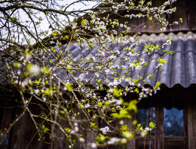 Xuân về trên Mộc Châu ảnh 7