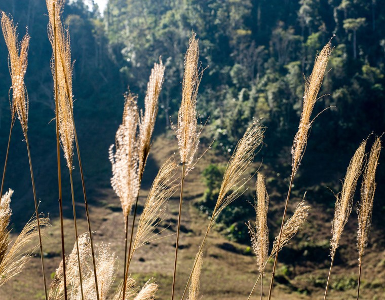 Xuân về trên Mộc Châu ảnh 9