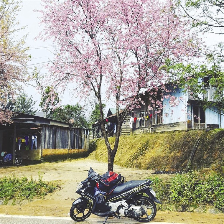 Đà Lạt 'đốn tim' du khách trong mùa hoa mai anh đào ảnh 1