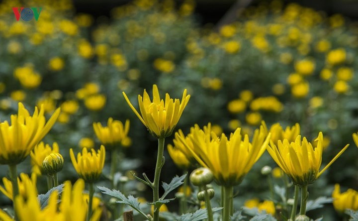 Vườn cúc xứ Huế ấm áp sắc vàng rực rỡ ảnh 4