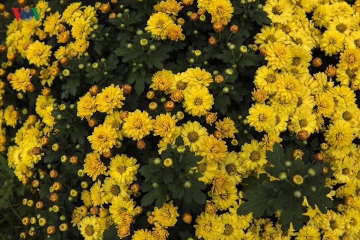 Vườn cúc xứ Huế ấm áp sắc vàng rực rỡ ảnh 5