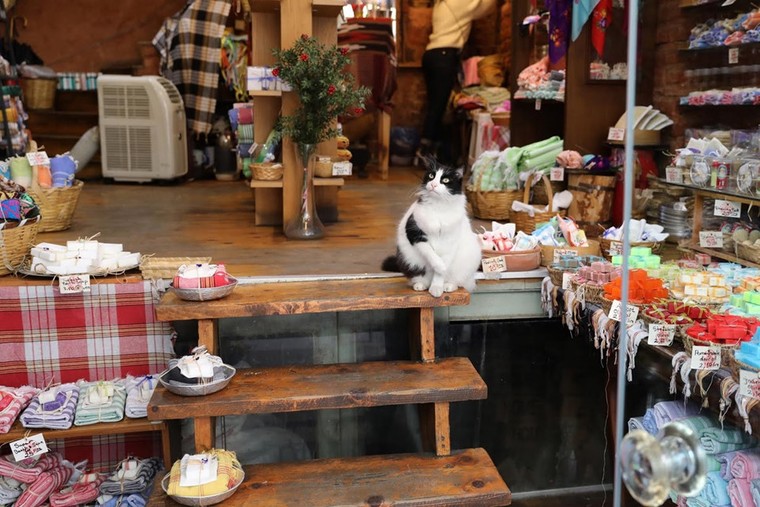 Istanbul: Thành phố mèo chia đôi bờ Âu - Á ảnh 9