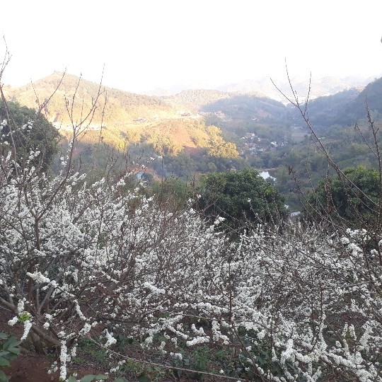 Ngắm hoa mận Sơn La nở trắng đồi ảnh 3