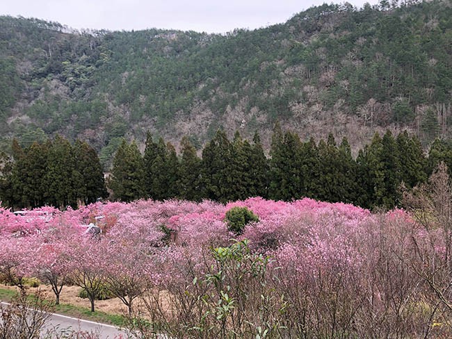  Rừng đào Đài Loan đẹp ngất ngây như lạc vào truyện tranh ảnh 1