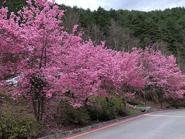  Rừng đào Đài Loan đẹp ngất ngây như lạc vào truyện tranh ảnh 2