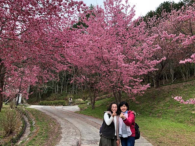  Rừng đào Đài Loan đẹp ngất ngây như lạc vào truyện tranh ảnh 4