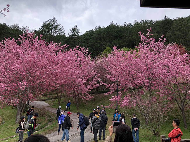  Rừng đào Đài Loan đẹp ngất ngây như lạc vào truyện tranh ảnh 6