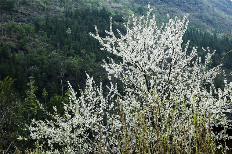 Tuyệt sắc Hà Giang ảnh 1