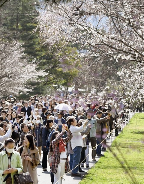 Cảnh đẹp tựa thiên đường ở Nhật Bản mùa hoa anh đào ảnh 4