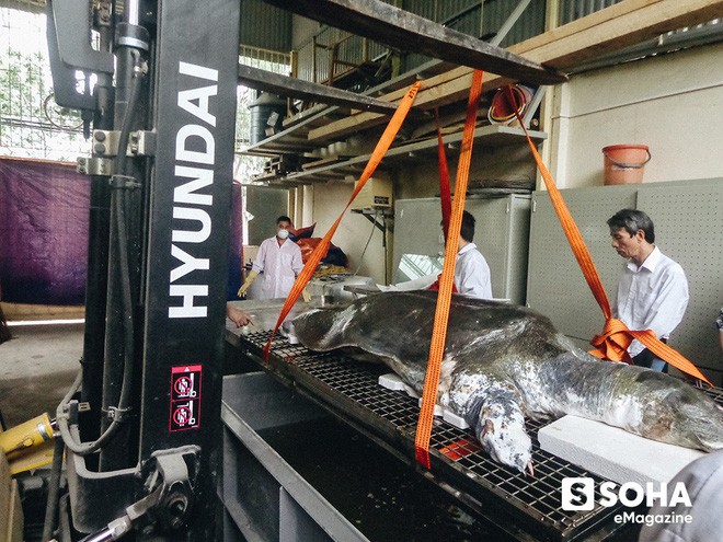 PGS.TS Hà Đình Đức lần đầu kể về những ngày cuối đời của Cụ Rùa Hồ Gươm ảnh 11