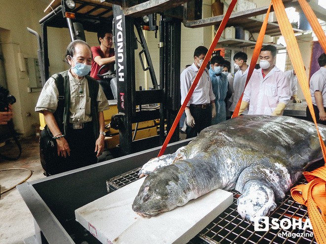 PGS.TS Hà Đình Đức lần đầu kể về những ngày cuối đời của Cụ Rùa Hồ Gươm ảnh 12