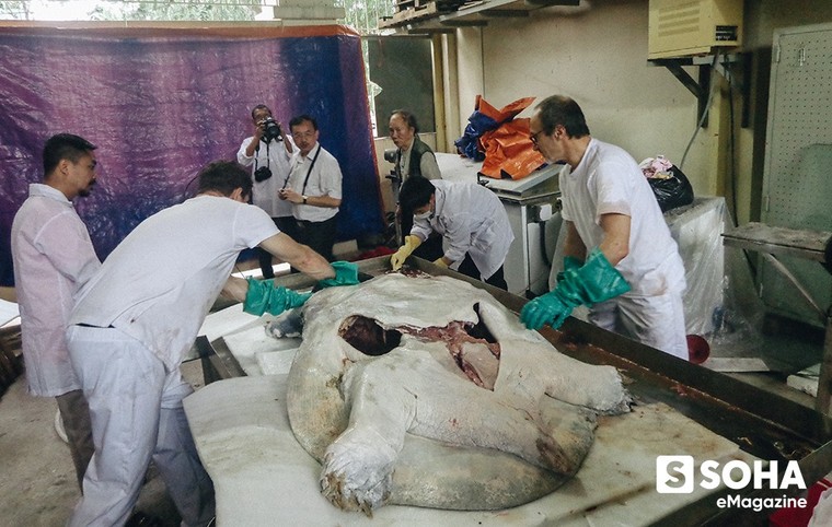 PGS.TS Hà Đình Đức lần đầu kể về những ngày cuối đời của Cụ Rùa Hồ Gươm ảnh 13