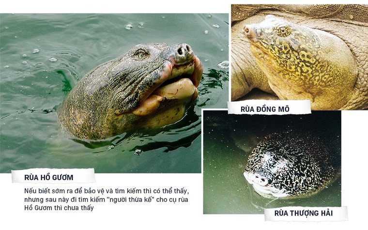 PGS.TS Hà Đình Đức lần đầu kể về những ngày cuối đời của Cụ Rùa Hồ Gươm ảnh 14