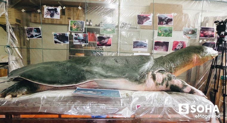 PGS.TS Hà Đình Đức lần đầu kể về những ngày cuối đời của Cụ Rùa Hồ Gươm ảnh 15