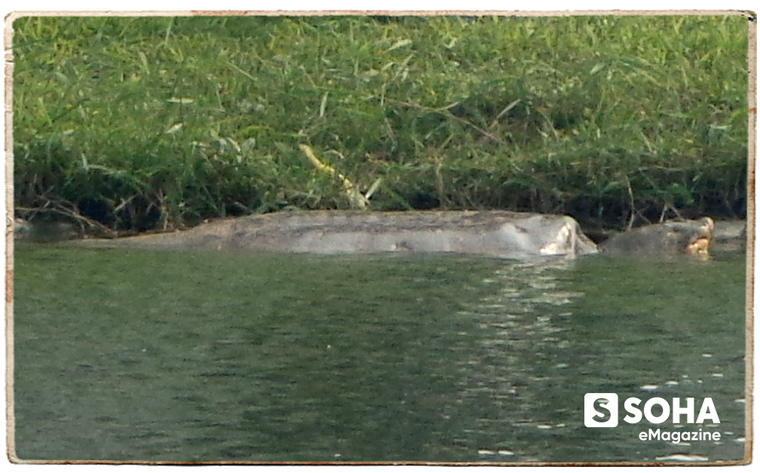 PGS.TS Hà Đình Đức lần đầu kể về những ngày cuối đời của Cụ Rùa Hồ Gươm ảnh 2