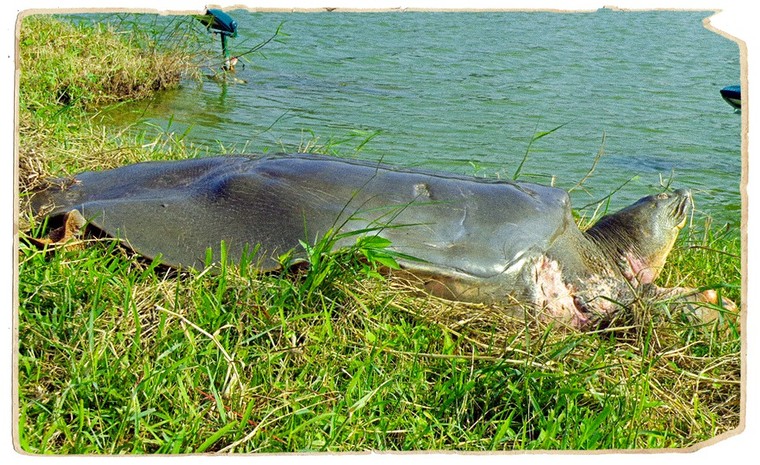 PGS.TS Hà Đình Đức lần đầu kể về những ngày cuối đời của Cụ Rùa Hồ Gươm ảnh 5