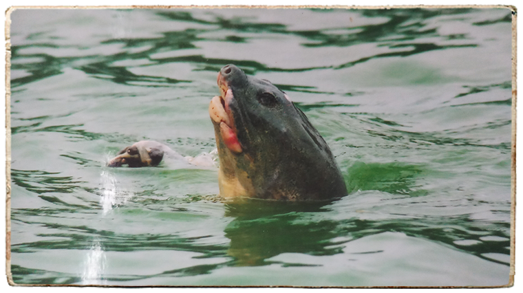 PGS.TS Hà Đình Đức lần đầu kể về những ngày cuối đời của Cụ Rùa Hồ Gươm ảnh 6