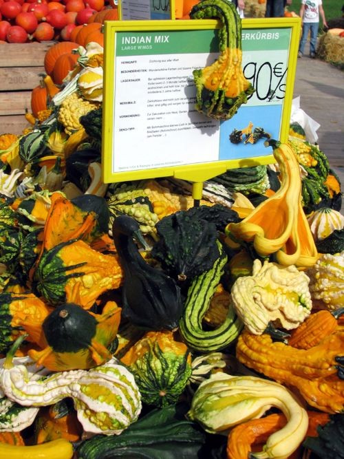 Lễ hội Bí ngô: Triển lãm độc đáo nhất châu Âu tại Đức ảnh 4