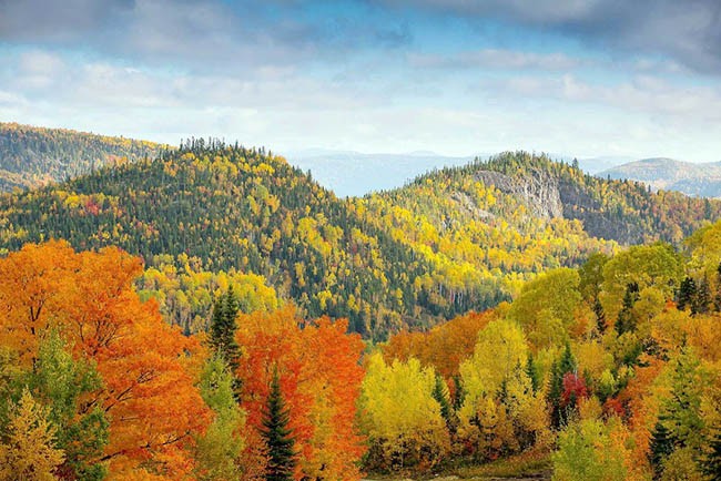 Vương quốc lá phong khi vào thu đẹp như tranh vẽ ảnh 1