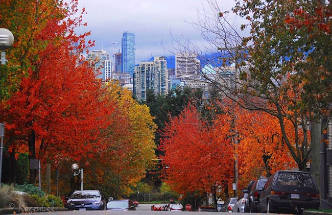 Vương quốc lá phong khi vào thu đẹp như tranh vẽ ảnh 5