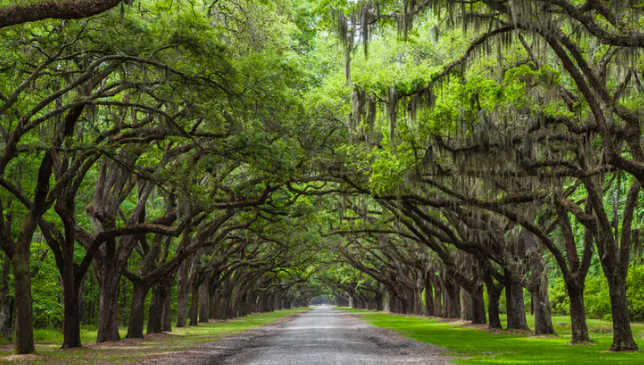 Loạt khách sạn ma ám ở Mỹ bạn không thể bỏ qua khi mùa Halloween đến ảnh 2