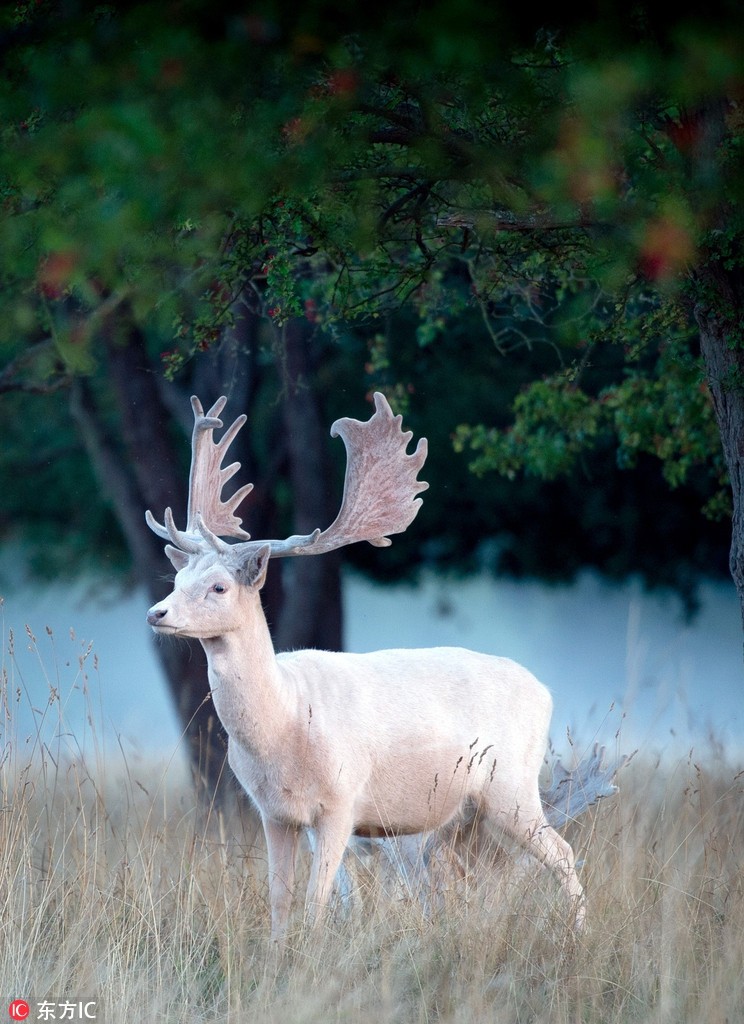 Xuất hiện nai trắng thần thoại vô cùng quý hiếm ảnh 2