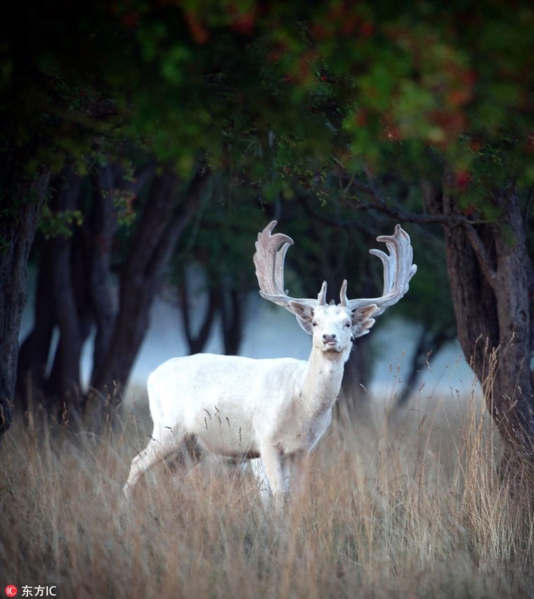 Xuất hiện nai trắng thần thoại vô cùng quý hiếm ảnh 3