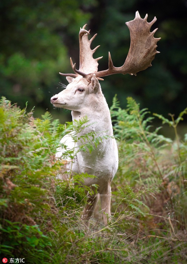 Xuất hiện nai trắng thần thoại vô cùng quý hiếm ảnh 4