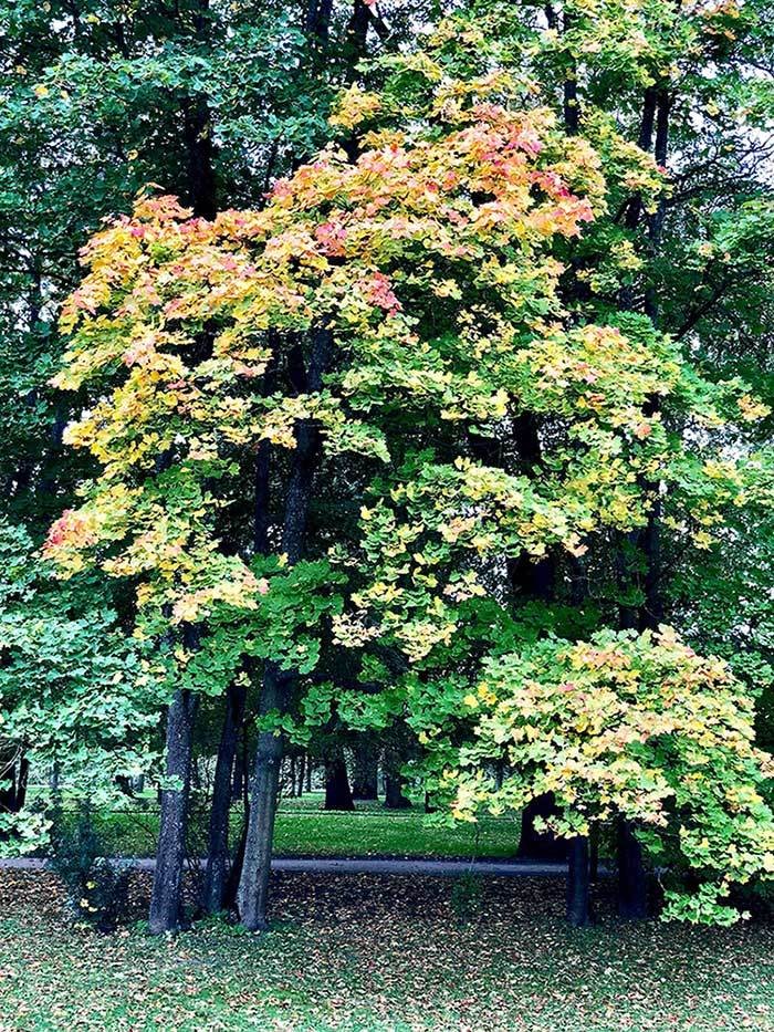 Mùa thu nước Nga đến muộn vẫn hút hồn bao du khách ảnh 5