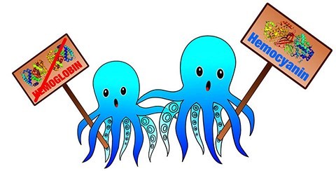 Vì sao máu bạch tuộc có màu xanh? ảnh 2