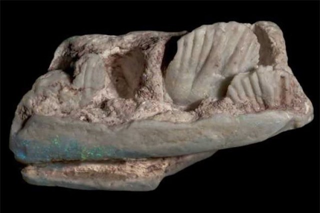 Khám phá ra loài khủng long mới tại Australia ảnh 1