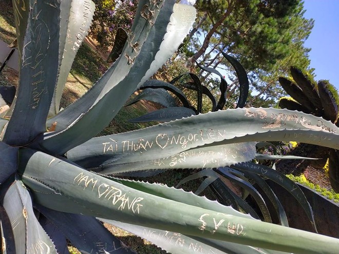 Đà Lạt trở thành 'nạn nhân' của các cặp yêu nhau ảnh 1