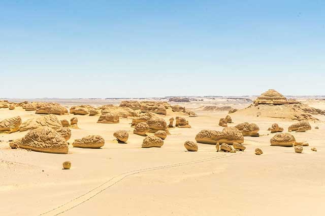 Bí ẩn thung lũng cá voi kỳ lạ giữa sa mạc khô cằn ảnh 5