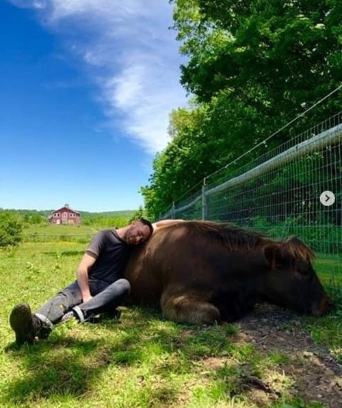 Bùng nổ dịch vụ ôm bò thư giãn với giá 75 USD mỗi giờ ảnh 1