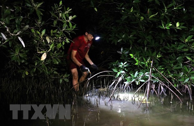 Nghề muối Ba khía ở Cà Mau: Di sản văn hóa phi vật thể quốc gia ảnh 1