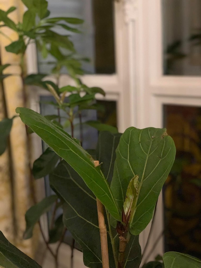 Thư Paris: Đời còn xanh ảnh 1