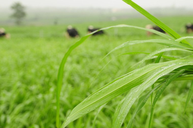 Hạnh phúc đích thực của bò sữa TH true MILK ảnh 2