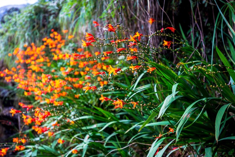 Ngắm Sa Pa đẹp lịm tim dù vắng bóng du khách ảnh 6