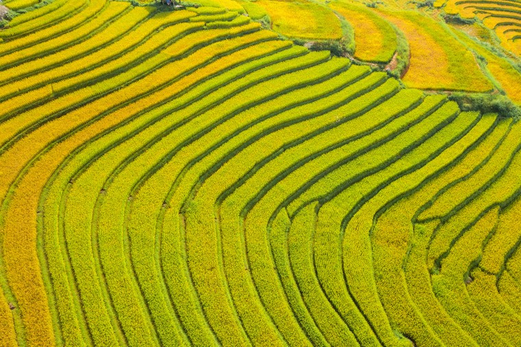 Ngỡ ngàng trước vẻ đẹp tựa tranh vẽ của ruộng bậc thang Sa Pa ảnh 2